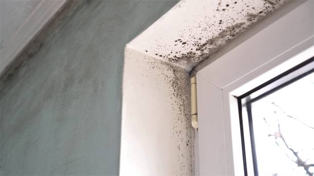 Certified Mold Removal in Oviedo, FL