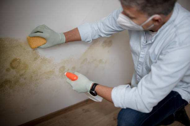 Best Attic Mold Removal  in Oviedo, FL