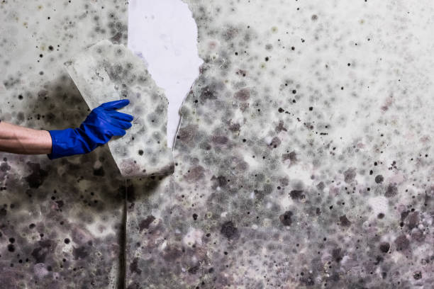 Best Mold Removal Company Near Me  in Oviedo, FL