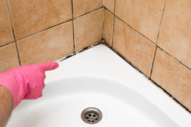 Best Black Mold Removal  in Oviedo, FL